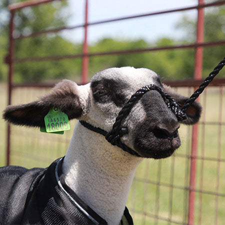 Sullivan Sheep/Goat Rope Halter - Black