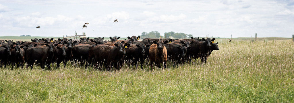 Rooted in the Soil: A Regenerative Ranching Story