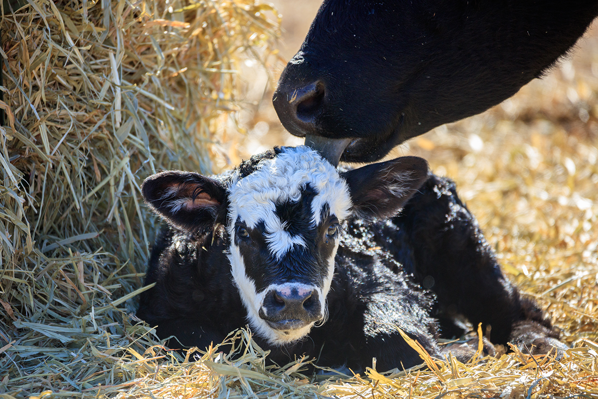 Hubbard Keys to a Healthy Calving Season