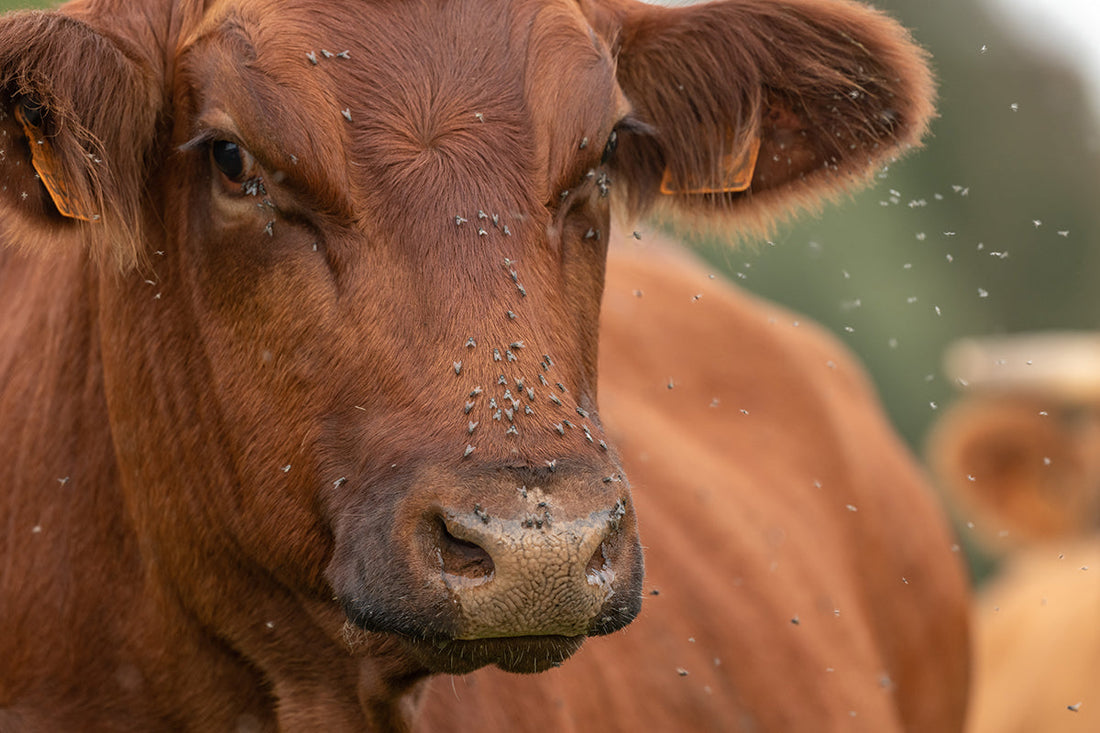 Fly Control Options… Garlic, IGR, or Clarifly? What’s Best for Your Herd?
