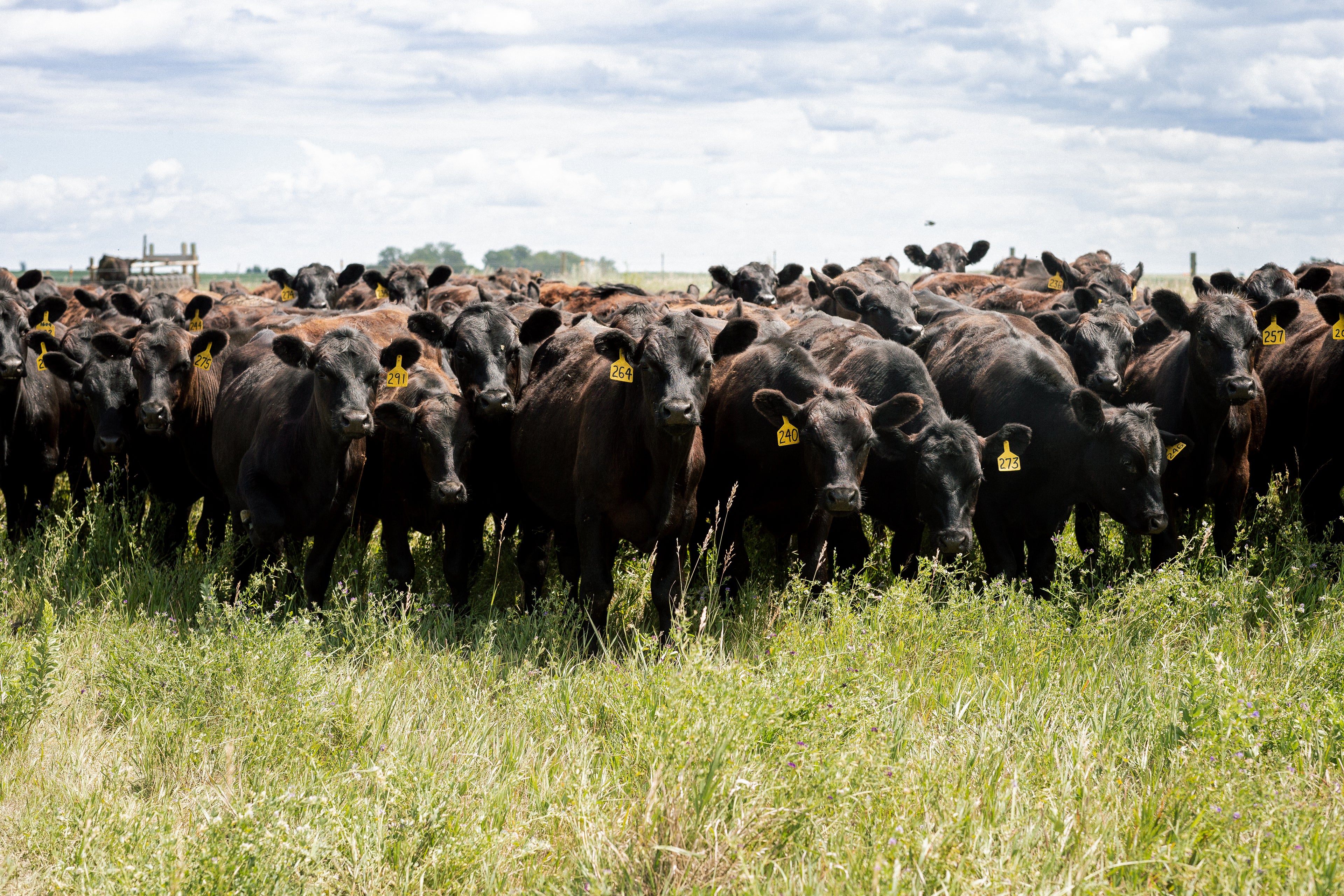 Cattle Feed