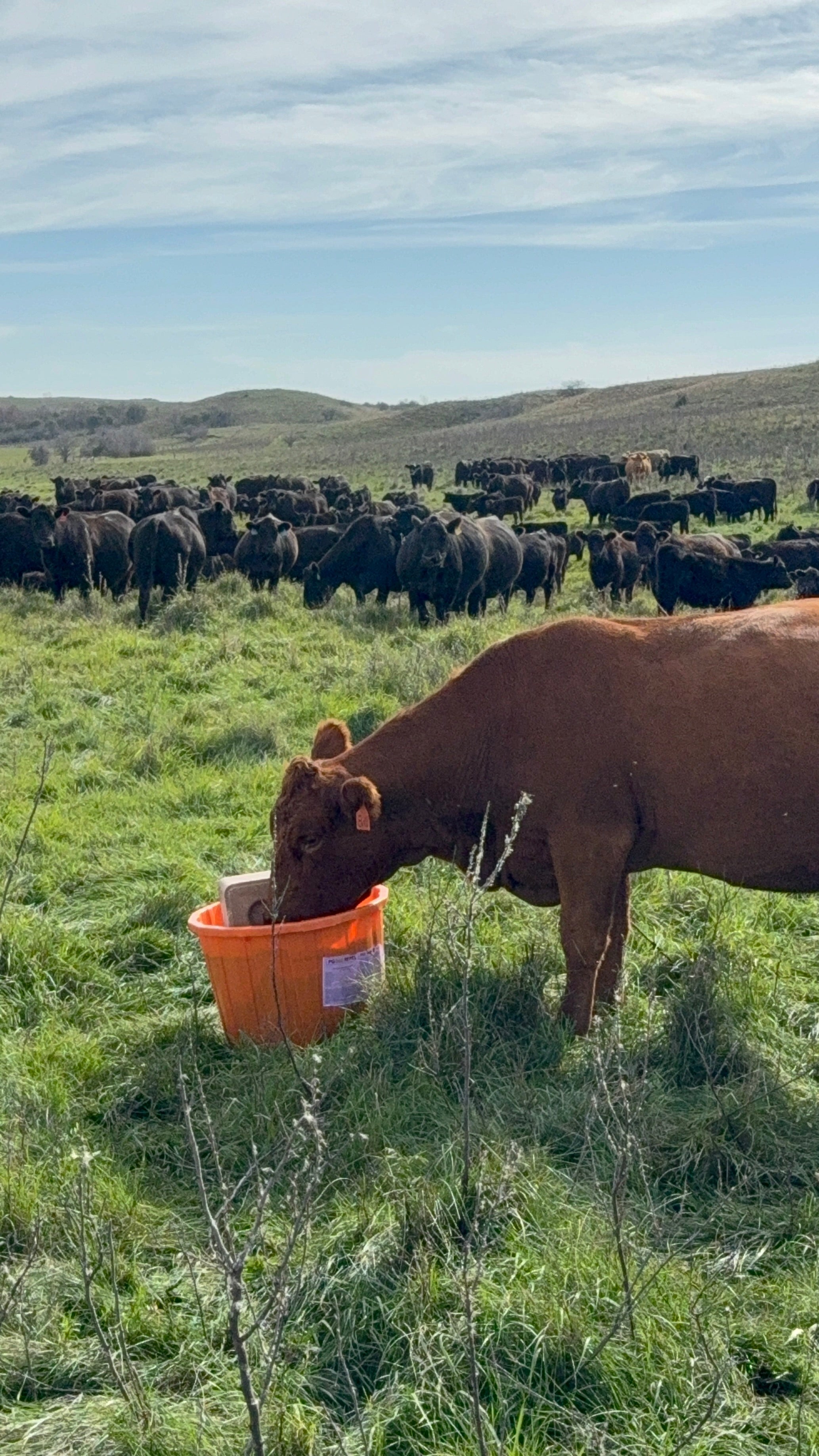 Cattle Mineral & Protein Tubs