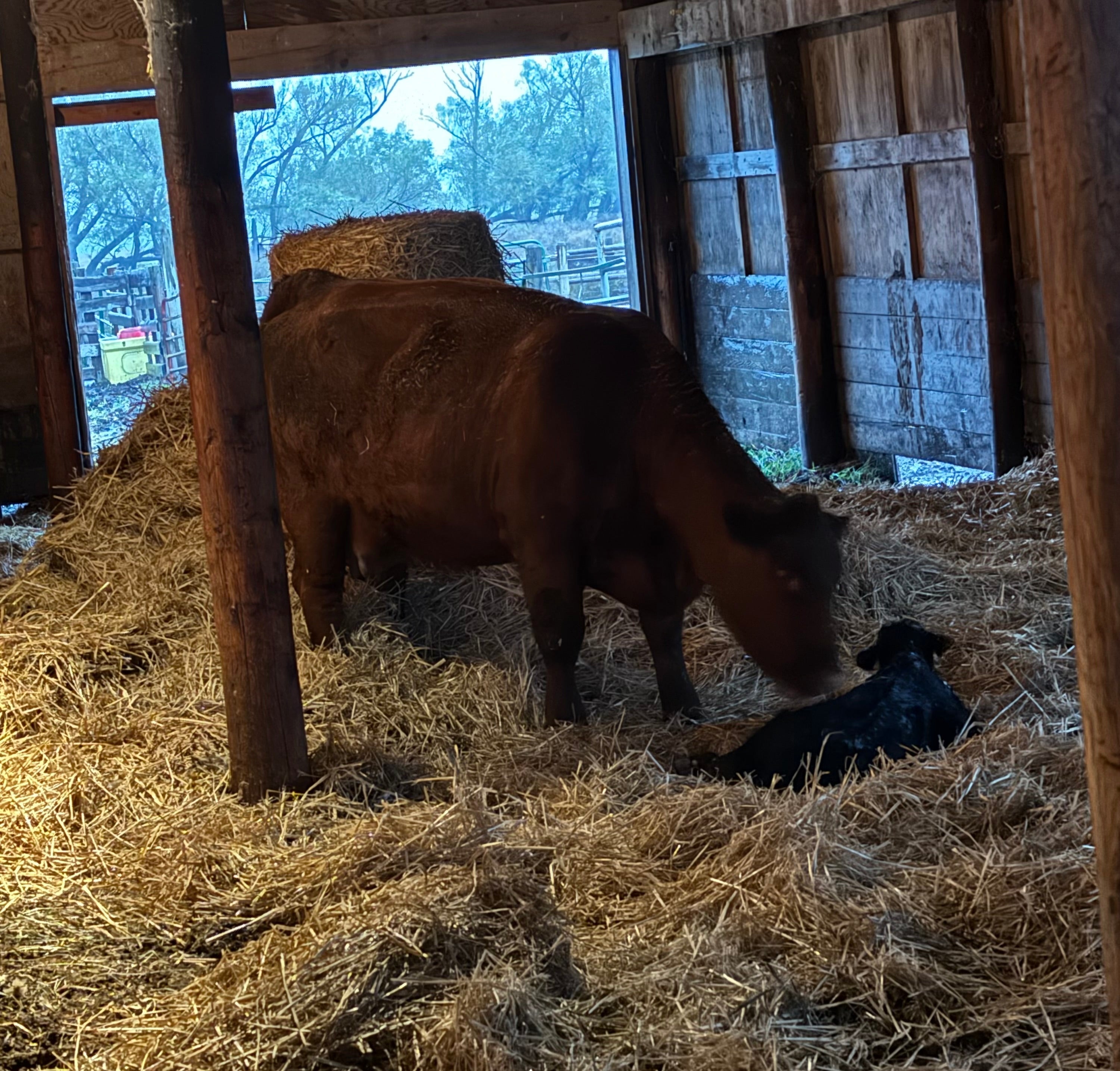 Calving Vaccine & Supplements