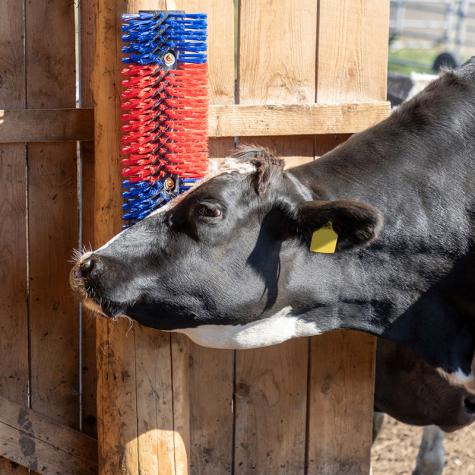 Livestock Scratching Brush