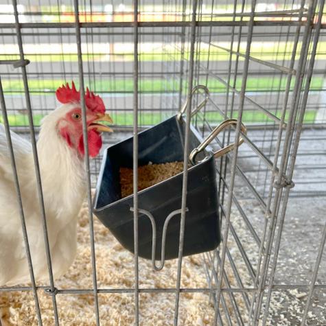 Hanging Fence Feeder with Clips - 938021