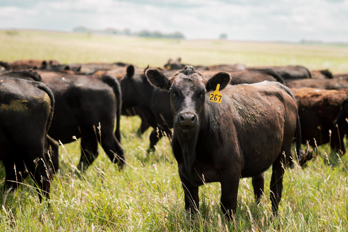 About Us – Maddock Ranch Supply