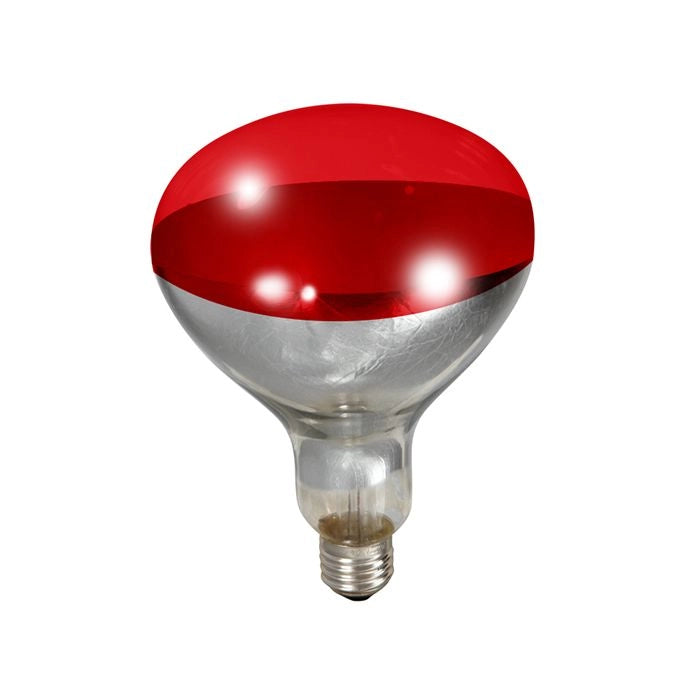 Little Giant Red Bulb
