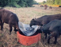 Sioux Ground Mineral Feeder