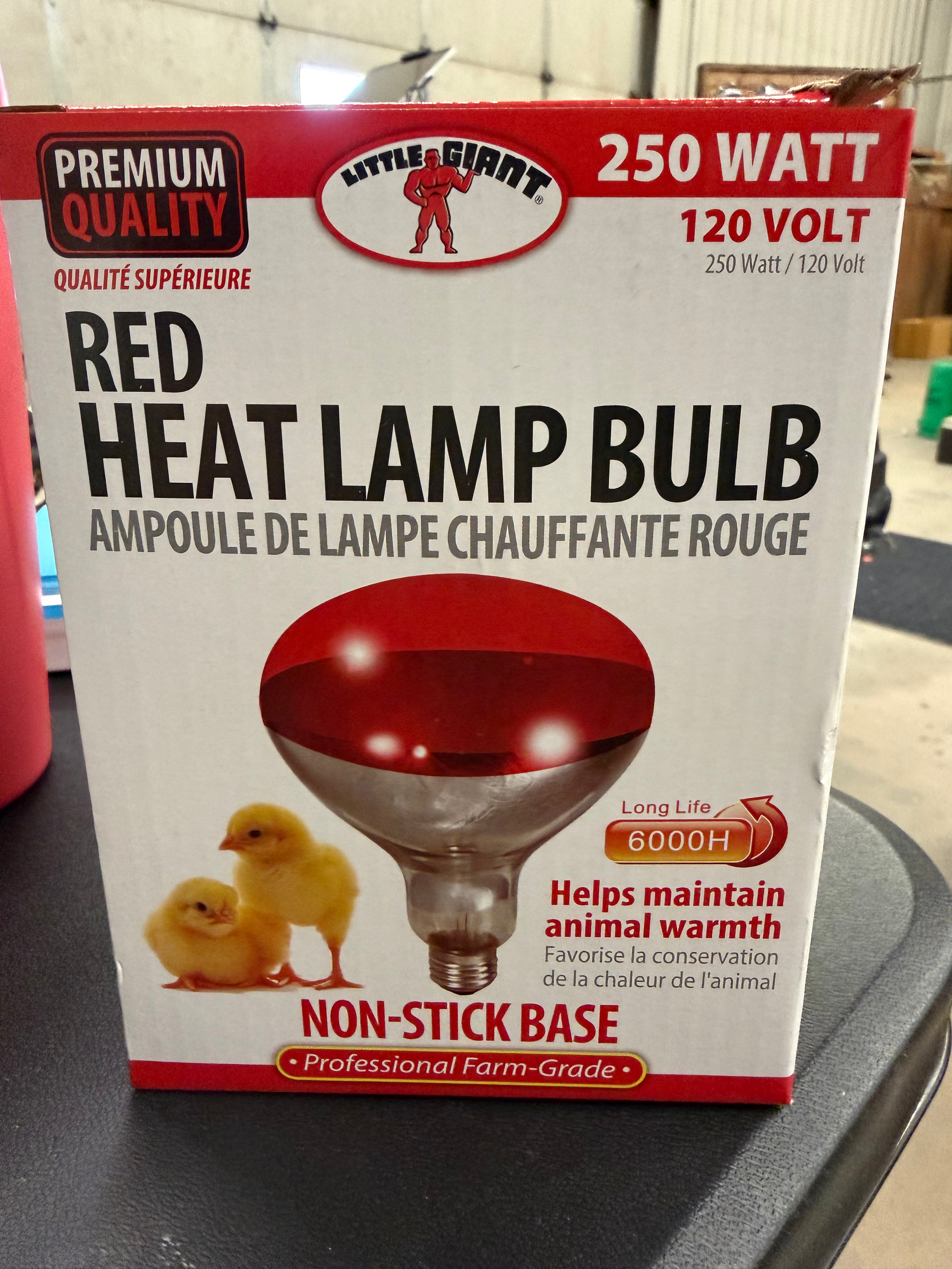 Little Giant Red Bulb