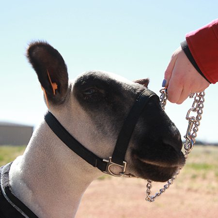 Sullivan Nylon Sheep Halter - Black